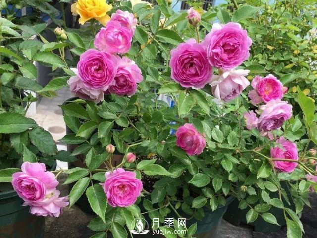 適合陽臺的瑪姬嬸嬸月季，小巧花美有香味，開花到爆盆！(圖2)