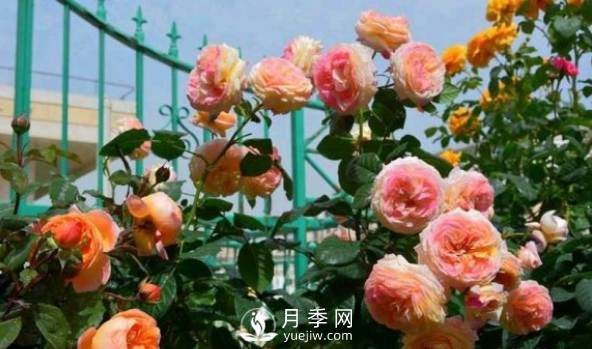 如何讓月季小苗冠幅一年達到1米？做好1狠3足(圖2)