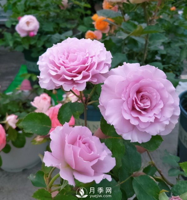 如何讓月季小苗冠幅一年達到1米？做好1狠3足(圖4)