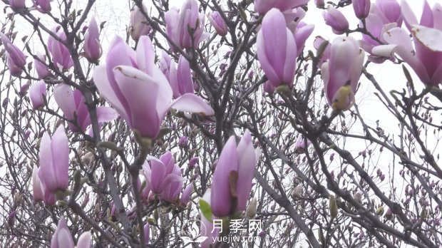 南陽(yáng)社旗：趙河游園玉蘭花開美如畫(圖2)