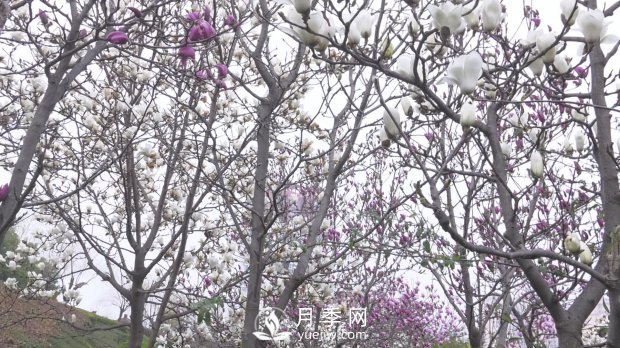 南陽(yáng)社旗：趙河游園玉蘭花開美如畫(圖3)