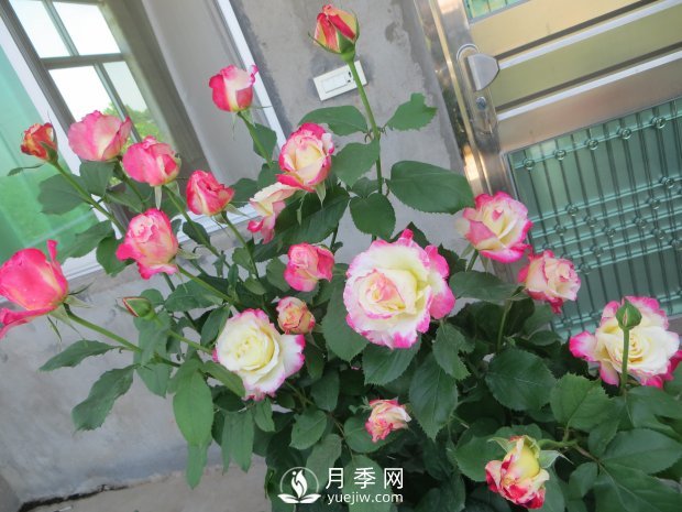紅雙喜月季，盆栽花卉新寵，香飄滿室，四季有花看(圖2)