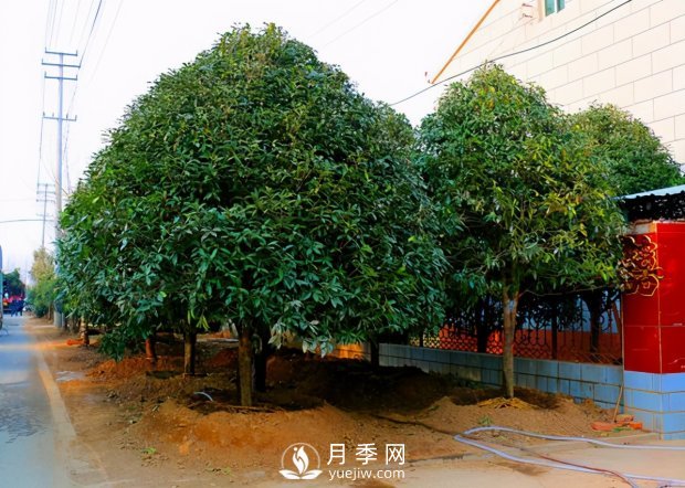 春季桂花移栽修剪有訣竅，苗場老農(nóng)親傳經(jīng)驗(圖1)