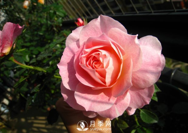 分享8種精挑細(xì)選的月季品種，現(xiàn)在知道養(yǎng)什么月季了(圖9)