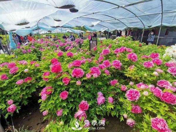 能否把牡丹確定為國花？全國人大代表連續(xù)4年提建議(圖3)