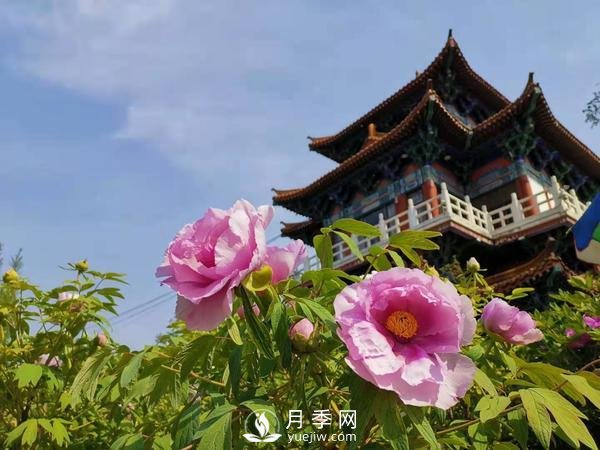 能否把牡丹確定為國花？全國人大代表連續(xù)4年提建議(圖1)