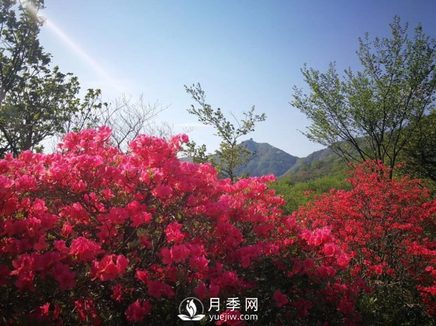 南陽(yáng)美景:聞香賞花 莫負(fù)春光(圖3) 南陽(yáng)美景:聞香賞花 莫負(fù)春光(圖3)