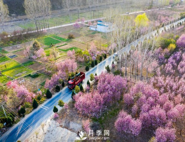 南陽(yáng)美景:聞香賞花 莫負(fù)春光(圖2) 南陽(yáng)美景:聞香賞花 莫負(fù)春光(圖2)