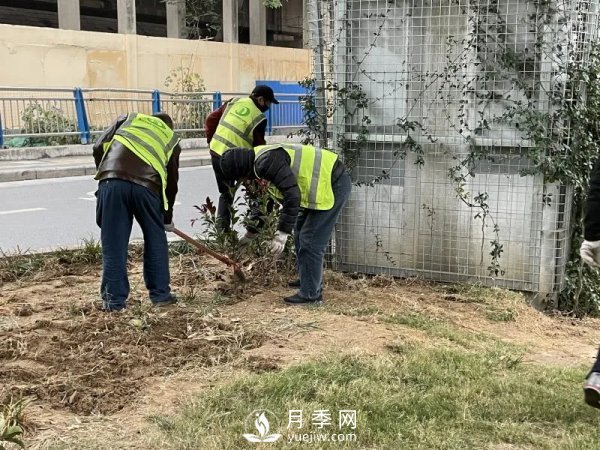 鄭州計(jì)劃打造37公里鮮花高架橋(圖4)
