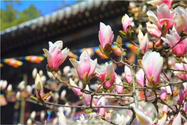 南陽南召：玉蘭花大全，5種玉蘭簡(jiǎn)介(圖3)