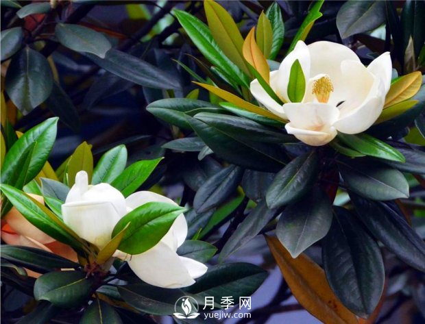 南陽南召：玉蘭花大全，5種玉蘭簡(jiǎn)介(圖4)