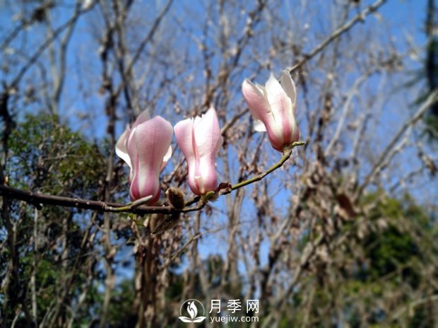 南陽南召：玉蘭花大全，5種玉蘭簡(jiǎn)介(圖5)