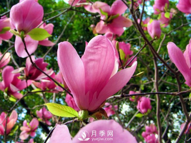 南陽南召：玉蘭花大全，5種玉蘭簡(jiǎn)介(圖2)
