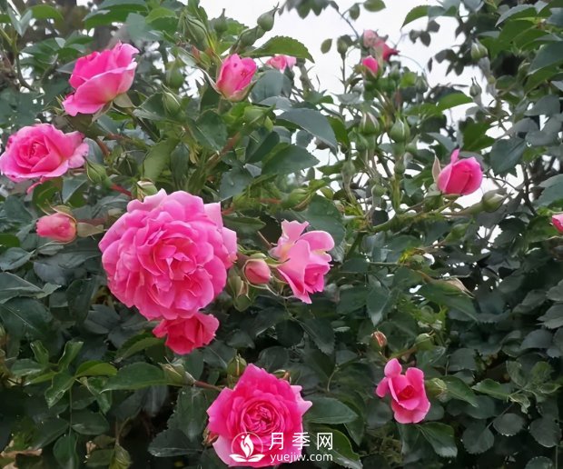 安徽阜陽網(wǎng)紅打卡地誕生：阜南恒居月季花海等您來！(圖2)