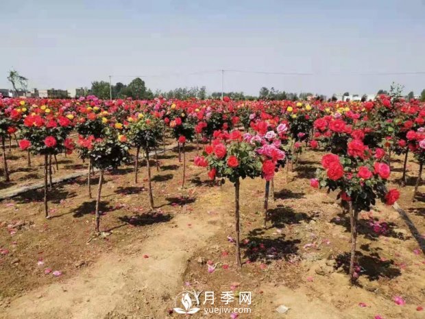 安徽阜陽網(wǎng)紅打卡地誕生：阜南恒居月季花海等您來！(圖1)