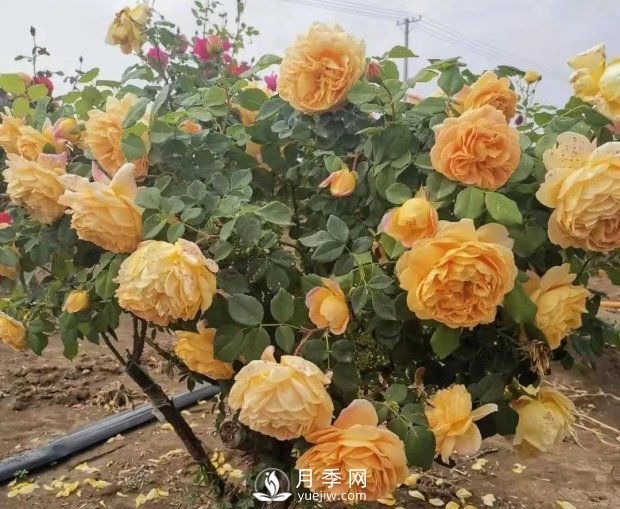安徽阜陽網(wǎng)紅打卡地誕生：阜南恒居月季花海等您來！(圖3)