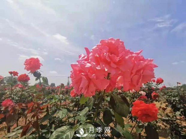 安徽阜陽網(wǎng)紅打卡地誕生：阜南恒居月季花海等您來！(圖4)