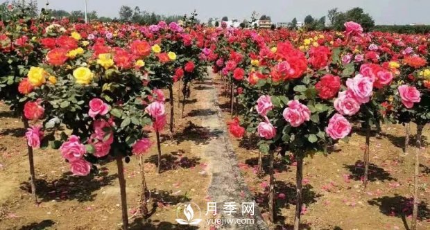 安徽阜陽網(wǎng)紅打卡地誕生：阜南恒居月季花海等您來！(圖5)