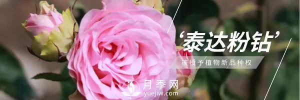 天津泰達集團4個耐鹽堿月季新品種獲國家林草局授權(quán)(圖1)