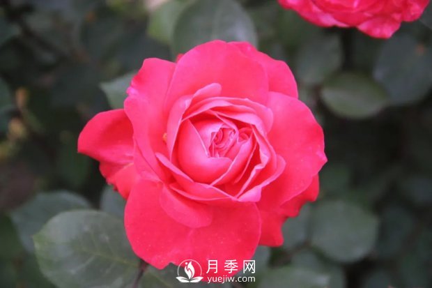 天津泰達集團4個耐鹽堿月季新品種獲國家林草局授權(quán)(圖4)
