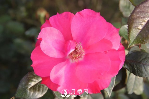 天津泰達集團4個耐鹽堿月季新品種獲國家林草局授權(quán)(圖2)