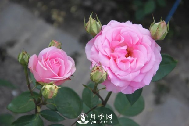 天津泰達集團4個耐鹽堿月季新品種獲國家林草局授權(quán)(圖5)