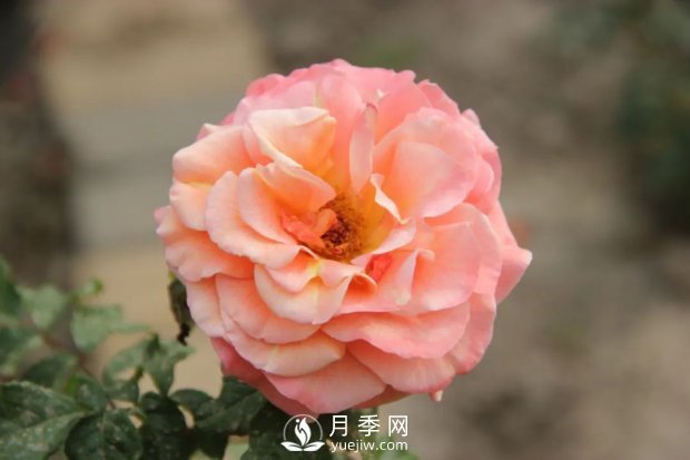泰達(dá)秋月月季(圖1)