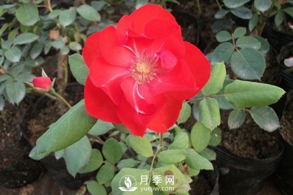 莫海姆豐花月季的種植方法你知道了嗎？(圖1)
