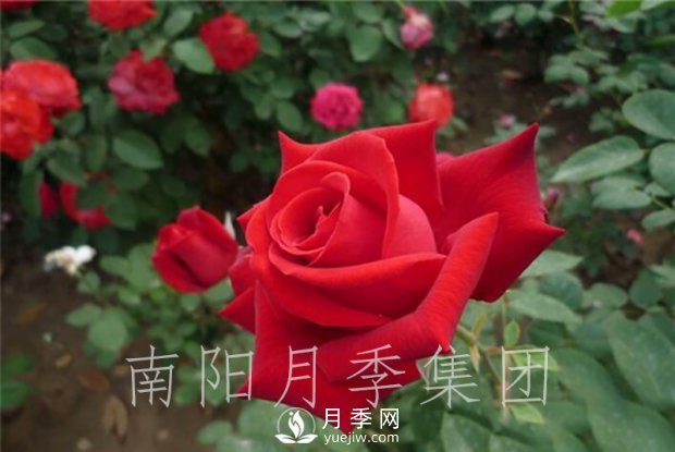 月季肥傷怎么辦？大花月季兩大癥狀描述(圖1)