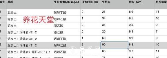1種酸泡2小時，月季扦插生根快，白根長10厘米，生根13條(圖5)