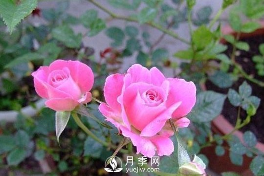 1種酸泡2小時，月季扦插生根快，白根長10厘米，生根13條(圖1)