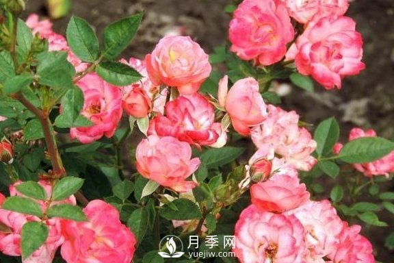 1種酸泡2小時，月季扦插生根快，白根長10厘米，生根13條(圖3)