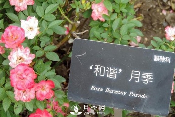 1種酸泡2小時，月季扦插生根快，白根長10厘米，生根13條(圖2)