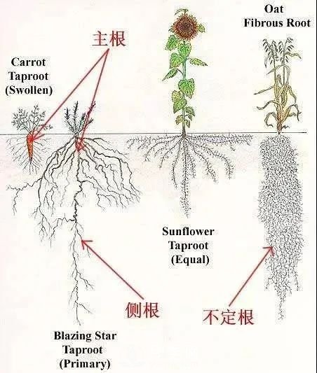 苗木養(yǎng)護，詳細(xì)的『植物根部』知識普及！(圖2)