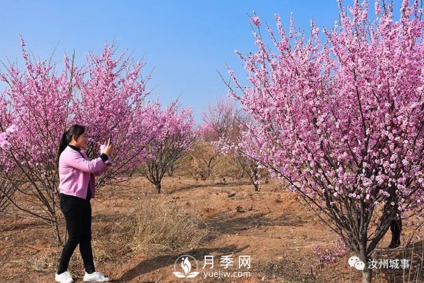 汝州新晉打卡地花開成海，你來過了嗎？(圖2)