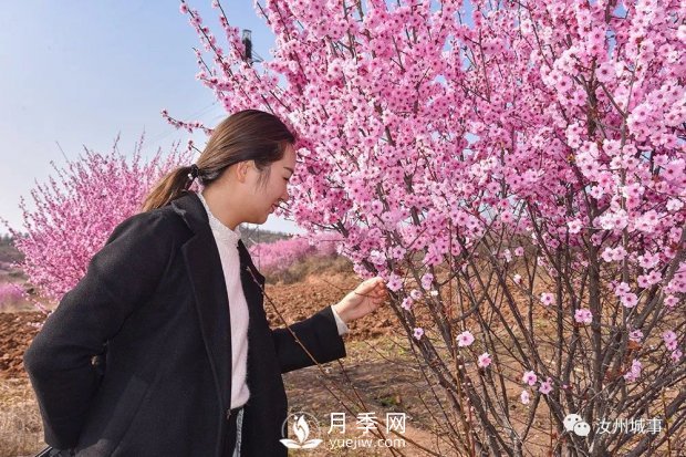 汝州新晉打卡地花開成海，你來過了嗎？(圖1)