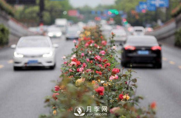 連日陰雨，杭州高架花廊的月季能如期盛開嗎？4月中旬盛開(圖3)