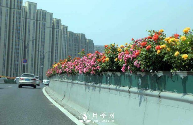 連日陰雨，杭州高架花廊的月季能如期盛開嗎？4月中旬盛開(圖4)