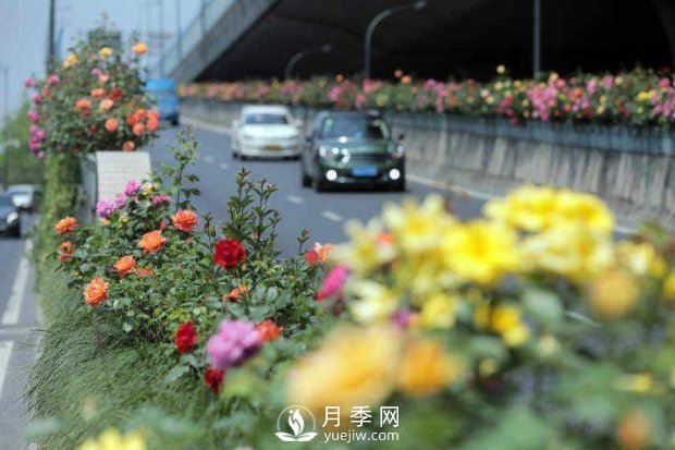 連日陰雨，杭州高架花廊的月季能如期盛開嗎？4月中旬盛開(圖2)