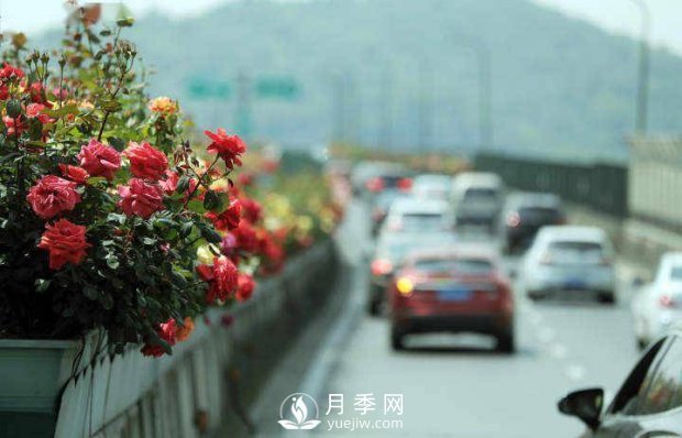 連日陰雨，杭州高架花廊的月季能如期盛開嗎？4月中旬盛開(圖1)
