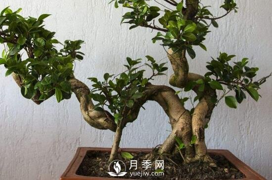 怎樣培養(yǎng)榕樹盆景的氣根和板根？(圖1)
