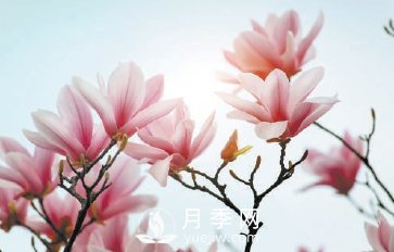 紫玉蘭名為辛夷，其實(shí)是份“心意”！了解玉蘭文化(圖2)