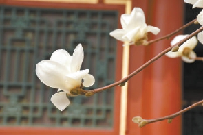 紫玉蘭名為辛夷，其實(shí)是份“心意”！了解玉蘭文化(圖4)