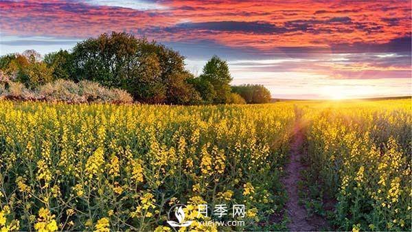 “花經(jīng)濟(jì)”如何才能“常開不敗”？(圖1)