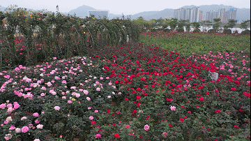南陽月季扮美肇慶，月季花海驚艷綻放(圖2)