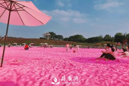 四川南充月季花海迎來(lái)1000㎡粉色沙灘，4月3日浪漫迎客(圖3)