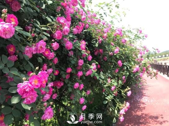 四川南充月季花海迎來(lái)1000㎡粉色沙灘，4月3日浪漫迎客(圖6)