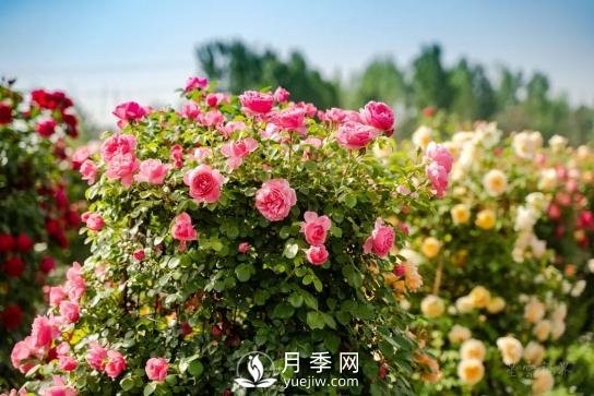四川南充月季花海迎來(lái)1000㎡粉色沙灘，4月3日浪漫迎客(圖1)