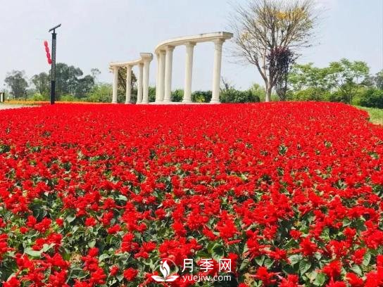 四川南充月季花海迎來(lái)1000㎡粉色沙灘，4月3日浪漫迎客(圖7)