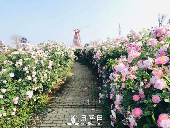 四川南充月季花海迎來(lái)1000㎡粉色沙灘，4月3日浪漫迎客(圖5)